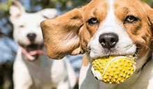 Dogs running outside with a ball