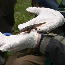 rough-skinned newt