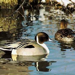 WERC Suisun Marsh Waterfowl