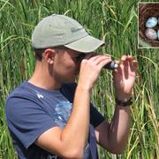 Candling a red-winged blackbird egg to determine incubation stage