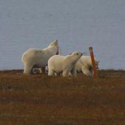 Three polar bears chew on the plastic bollards and rope that were placed on the Arctic tundra.