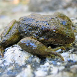 Foothill Yellow-legged Frog adult on Mill Creek, Whiskeytown Reservoir