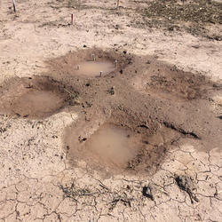 Four pits filled with water.