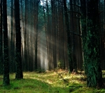 a photo of a forest with sun peaking through the leaves