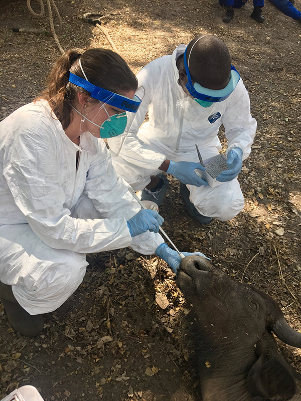 EIS officers testing a buffalo