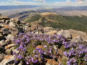 Photo taken from top of ridge, looking down in the Great Basin (dry with some green shrubs, blue sky).