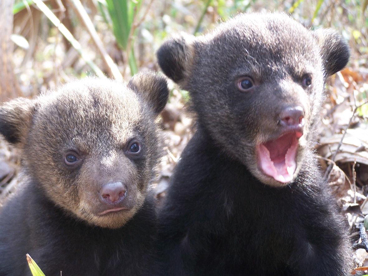 Black bear cubs