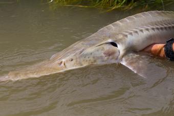 Image: Pallid Sturgeon