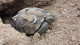 A female Agassiz's desert tortoise at Joshua Tree National Park