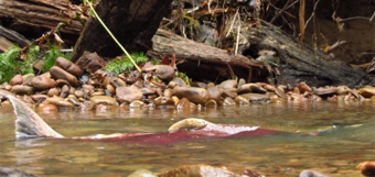 A Spawning Coho Salmon