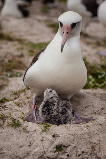 Wisdom, the 65-year-old albatross and her chick, Kūkini