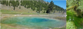 Microbial communities in Yellowstone National Park (left) and Olympic National Park (right).