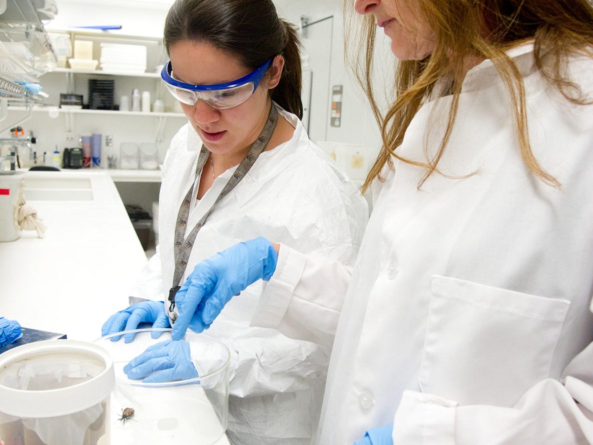 DPDM’s lab scientists maintain an insectary to support research on vector borne parasites around the world, providing clean colonies of insects for academic and other research.