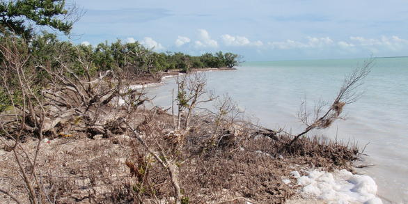 Climate Change Impacts on Mangrove Forests
