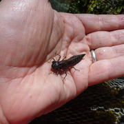 Dragonfly larvae being held in an open hand