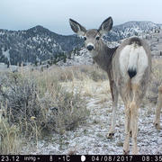 Mule deer investigating a game camera in Madison Valley, Montana.