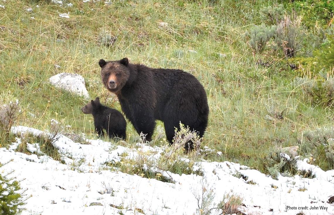 Image: Female Grizzly Bear with Cub