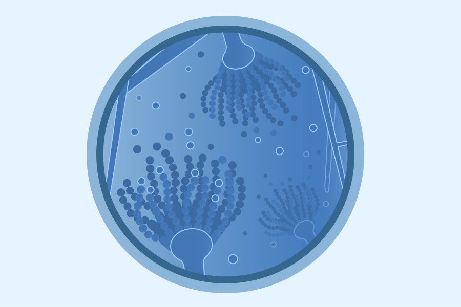 About Aspergillus