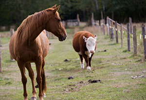 ecoli from horse and cow manure