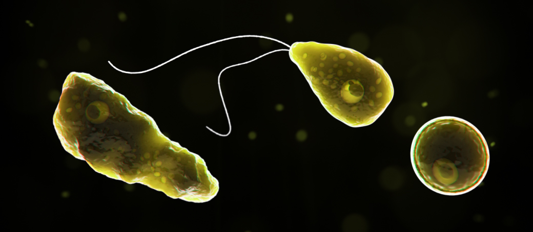 Naegleria fowleri banner - trophs under a microscope with contrast