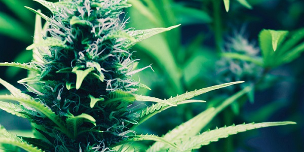 photo of a cannabis plant
