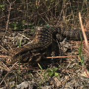 Black and White Argentine Tegu lizard in the Florida Everglades