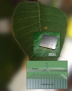 Researchers fabricated synthetic, moisture-controlling leaves that resist drying in low humidity.