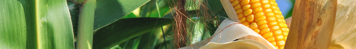 Corn on stalk