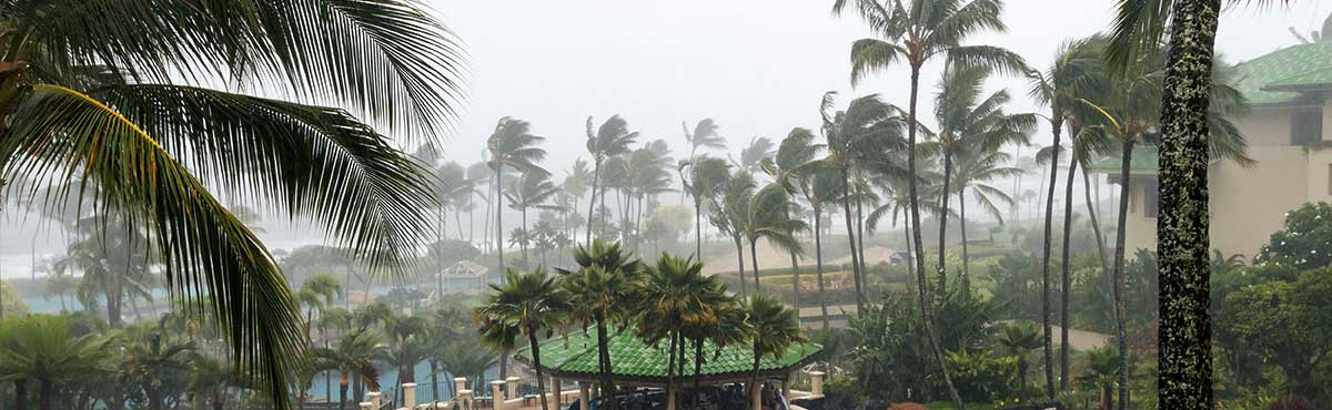 Palm trees blowing from the hurricane-force winds.