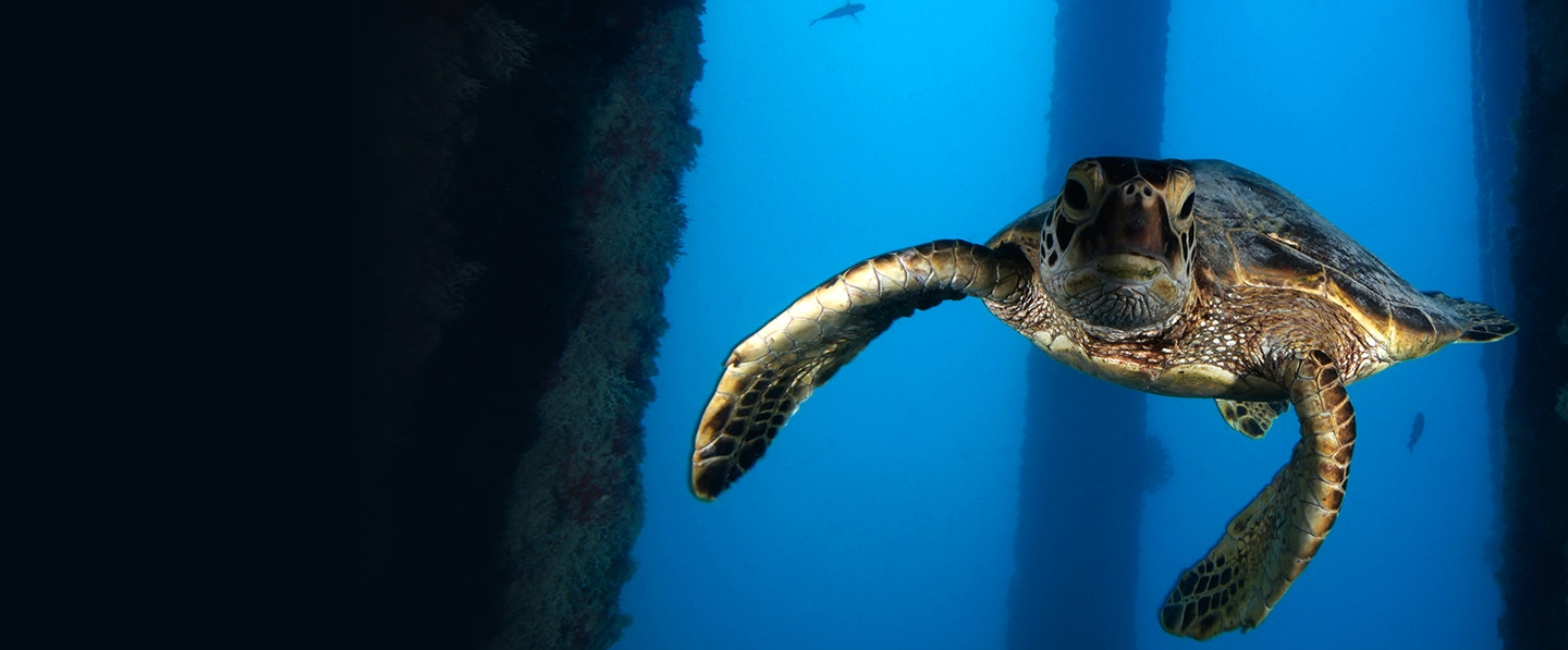 PHOTO - Focus area_sanctuaries_swimming turtle - 1440x600 - Landscape