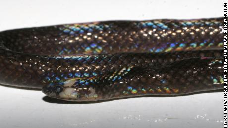 The newly identified Levitonius mirus, also known as Waray Dwarf Burrowing Snake, is native to the islands of Samar and Leyte in the Philippines, an exceptionally biodiverse archipelago that includes at least 112 land snake species.