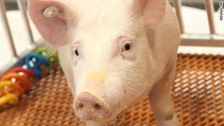 The US FDA has approved a genetically modified pig created by Revivicor, Inc.&quot;