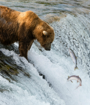 Bear standing at the top of a waterfall, catching fish.