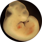 Embryo