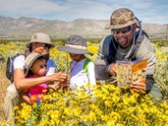 A family of four examining flowers and reading a trail guide in a field of yellow flowers.