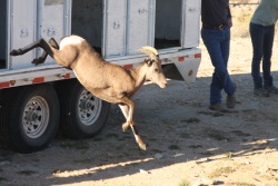 A desert bighorn ewe leaves the trailer for her new home in a nearby mountain range.