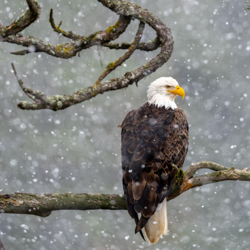 americasgreatoutdoors:
“Winter is an excellent time to watch for America’s national symbol, soaring over head or perched majestically in the trees. Photographer Jake Ryan explains spotting this one on a quiet snowy day, “I was watching this eagle...