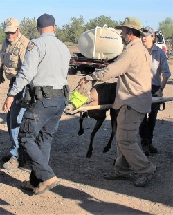 Arizona Game and Fish Department Officer Kevin Crouch, AGFD volunteer Ron Hazzard, AGFD Region 5 Game Specialist Rana Tucker and AGFD volunteer Dave Conrad transport a ewe to the processing area.