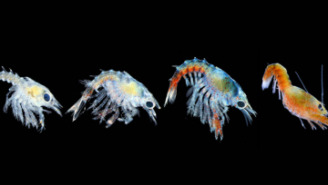 Very young lobsters (larvae) in various stages of development.