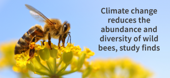 Climate Change Reduces the Abundance and Diversity of Wild Bees.  Image of wild bee on a flower; courtesy of Adobe Stock. Links to NIFA Impact.