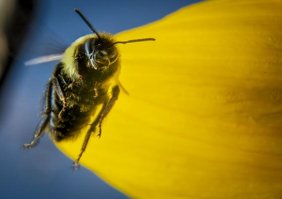 A bee flying