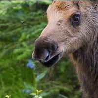 close-up of Moose calf head