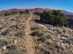 a rocky trail on a ridge top with shrubs and a pinyon tree lining the trail