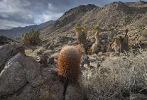 Cactus and palm trees dot the rocky desert landscape of the Santa Rosa and San Jacinto Mountains National Monument.  Photo by Bob Wick, BLM.