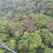 Ohia forest with dieback resulting from Rapid Ohia Death, Hawaii Island. 