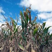 Drying corn field due to drought