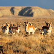 Herd of a dozen pronghorn in a grassy steppe 