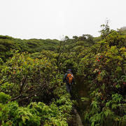 Native plant community Moloka'i, Hawai'i