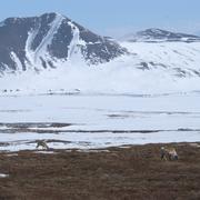 Caribou in the Winter in Northern Alaska