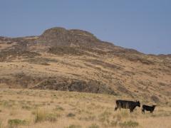 Cattle grazing in a field in Nevada